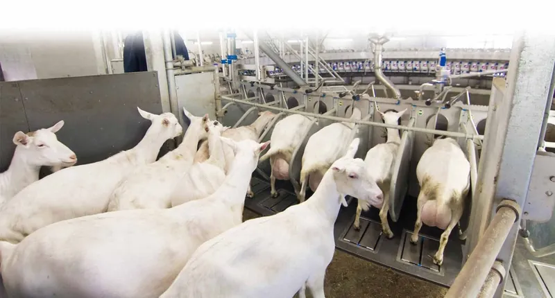 Доїльна карусель Dairymaster для кіз